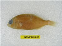 藏品(烏面赤尾冬)的圖片